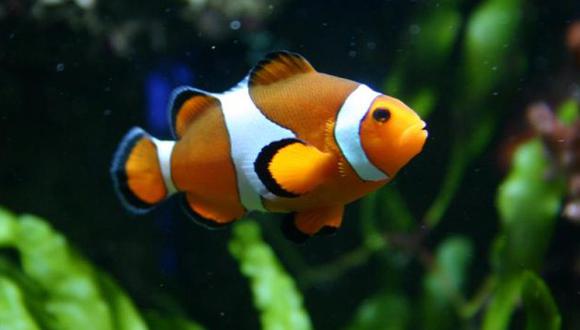 Los investigadores estudiaron el efecto del CO2 en los peces payaso. (Advanced Aguarist)