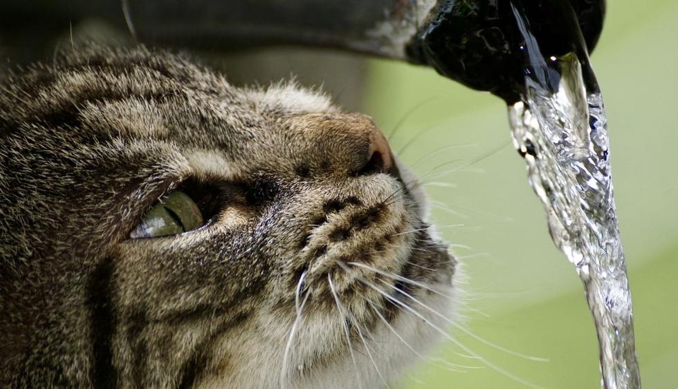 El felino ha cambiado el tradicional tazón para el agua pues encontró una mejor manera de refrescarse. (Foto: Pixabay)
