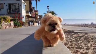 Mira lo último de Munchkin, el famoso perro-oso que cautivó YouTube