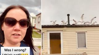 Madre de familia se venga de sus vecinos ruidosos cubriendo su techo con gaviotas