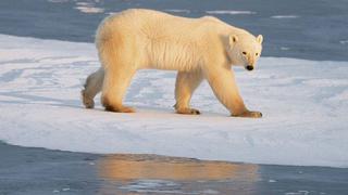 ¿Sabes por qué los osos polares se están ‘mudando’ al norte de Canadá?