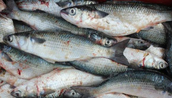 Moradores de Madre de Dios consumen peces contaminados. (USI/Referencial)