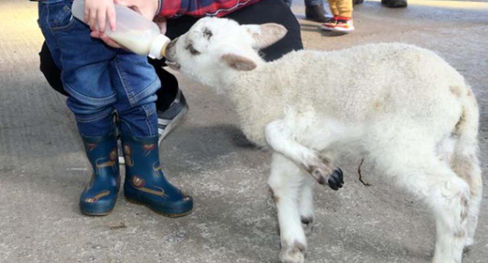 viral video |  Five-legged lamb the biggest attraction on British farms |  WhitehouseFarm |  United Kingdom |  Heather Hogarty |  pet |  United States |  MX |  trend |  nnda nnrt |  SOCIAL MEDIA