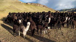 Las apacibles alpacas andinas, punta de lanza del negocio textil peruano