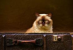 Una gata se escabulló en el equipaje de sus dueños y casi les arruina su viaje en avión