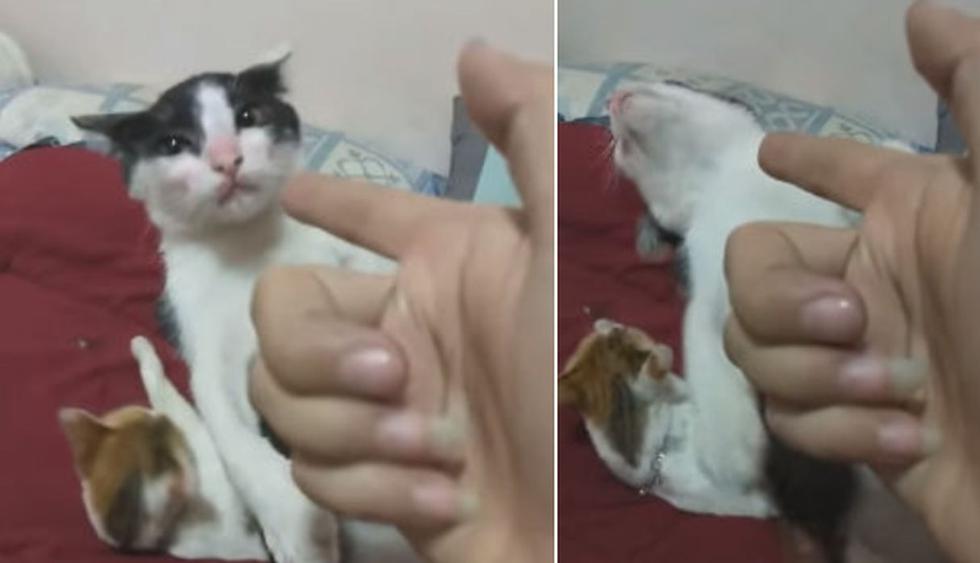 El gato reacciona así cuando su dueña recrea con sus manos una pistola. (YouTube: ViralHog)