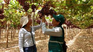Uvas frescas del Perú podrán ser exportadas a Argentina tras acuerdo