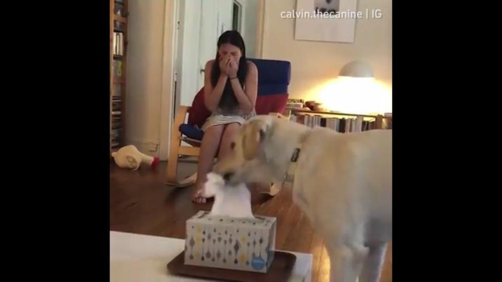 En Facebook, el video de una mascota se hizo viral. (Captura)