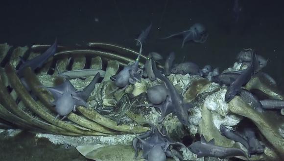 Pulpos y anguilas alimentándose del cadáver de la ballena (YouTube | E/V Nautilus)<br>