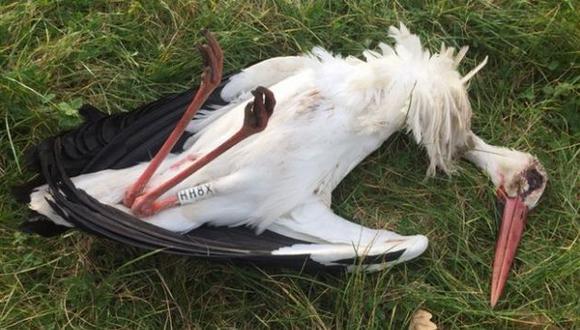 España: Matan a tiros a cigüeña al interior de refugio para recuperación de la especie. (Urdabai Bird Center)