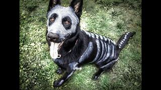 Halloween: Convierte a tu mascota en un esqueleto espeluznante [Fotos]