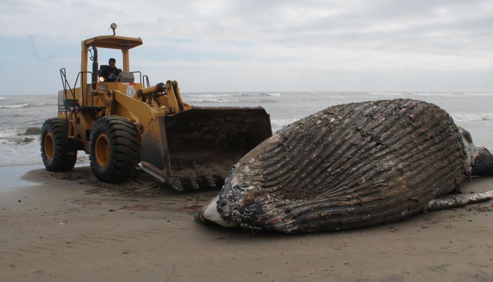 Hallan a una ballena jorobada varada en playa de Chiclayo. (Perú21)
