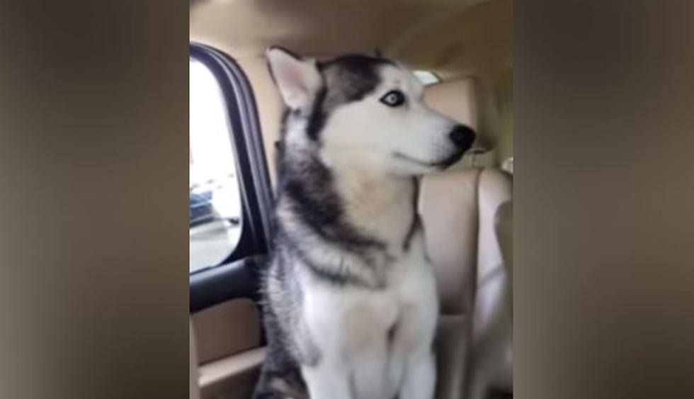 El can no quería salir del vehículo por nada del mundo. (YouTube: Caters Clips)