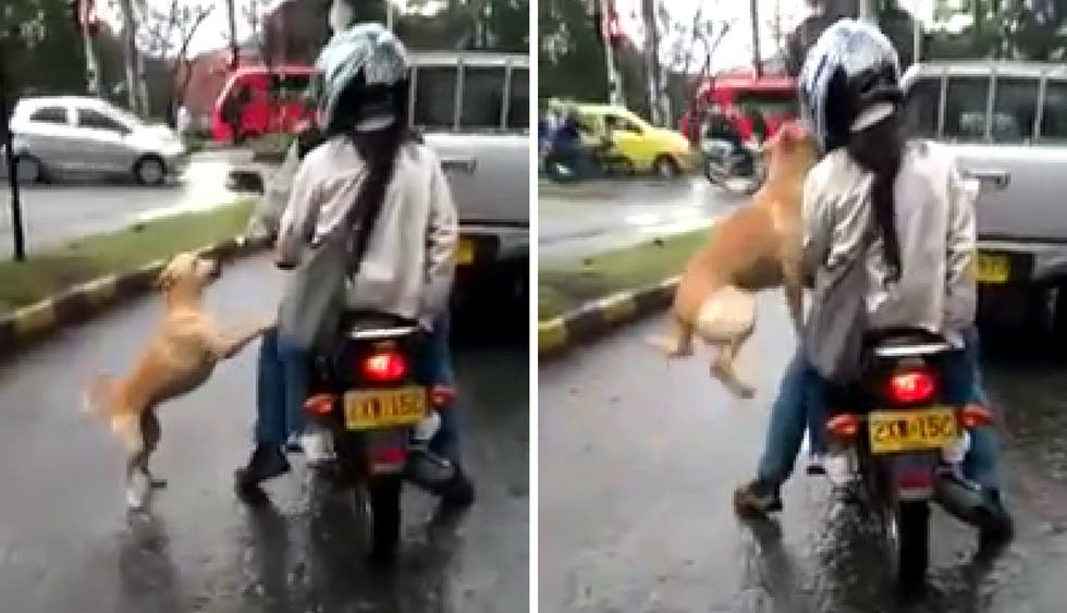 El video del supuesto intento de abandono de una mascota en Colombia genera polémica en Facebook. (Crédito: César A. Bedoya en Twitter)