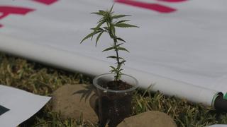 Comisión de Salud aprobó proyecto para uso del cannabis medicinal