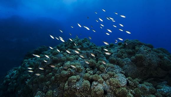 Diversas especies estarán protegidas en la primera reserva marina del país. (Créditos: Salas y Gómez - Eduardo Sorensen)