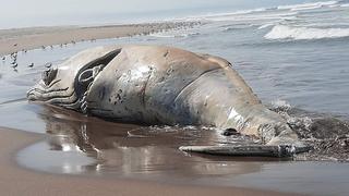 Ballena de más de 10 metros varó en playa de Tacna