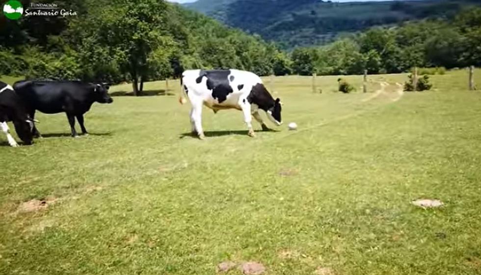Los animales demostraron que también saben dominar el balón. (Foto: captura YouTube)