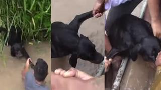 ¡Gran corazón! Vecinos rescatan a perro que quedó atrapado en canal de regadío en Pucallpa [VIDEO]