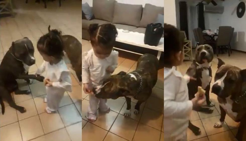 En Facebook se volvió viral el video en el que una niña de México le enseña a un perro pitbull a dar la pata y recibir una galleta de premio. Así reaccionaron las redes sociales tras ver las imágenes. (Foto: Captura)