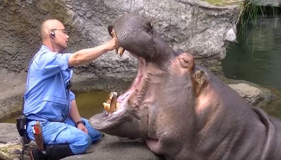Hipopótamo causa sensación al dejarse cepillar los dientes por su cuidador (YouTube)