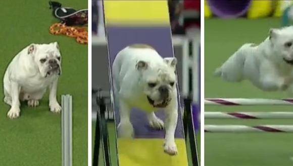 Bulldog destrozó pista de obstáculos con su increíble velocidad. (Foto: 9gag en Facebook)