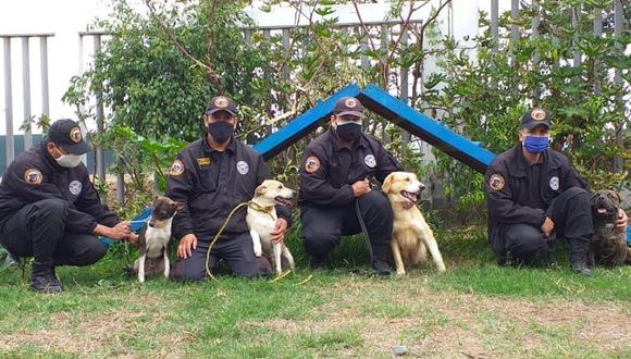 Brigada Canina de Surco pone en adopción a Pandemio, Covid, Barbabás, Bambi y Candy