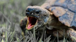 Anciana sobrevive a golpe en la cabeza de tortuga voladora que se estrelló contra su parabrisas