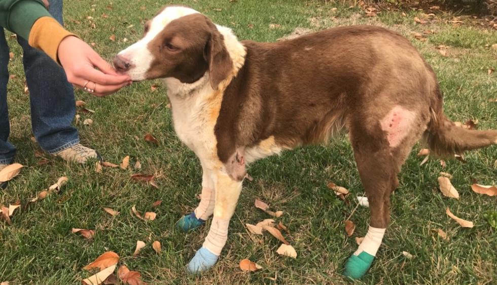 Perro fue encontrado dos días después y con graves quemaduras en sus patas. (Foto: GoFundMe)