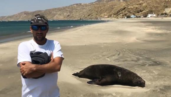 Personal de la empresa Pacífico Adventures halló 90 lobos marinos, 88 aves y 3 tortugas muertos en la playa Cabo Blanco. (Captura de video)