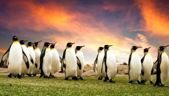 En el mundo hay 17 tipos de pingüino. (Penguin World)