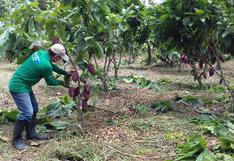 Más de 450 familias agricultoras del Trapecio Amazónico recibieron asistencia especializada de Devida