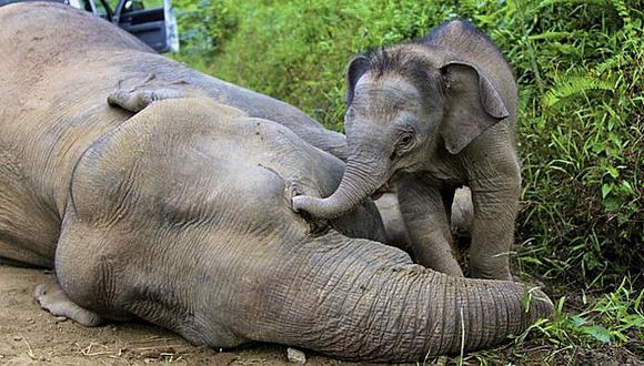 La caza furtiva de elefantes es el principal amenaza a la consevación de estos animales. (AFP/Referencial)