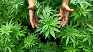 Cannabis, un nuevo mercado en la mira de gigantes