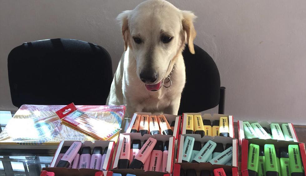 Scott, el perro que 'vende' marcadores en Facebook para pagar su tratamiento médico. Su historia es viral en redes sociales. (Perro chueco)