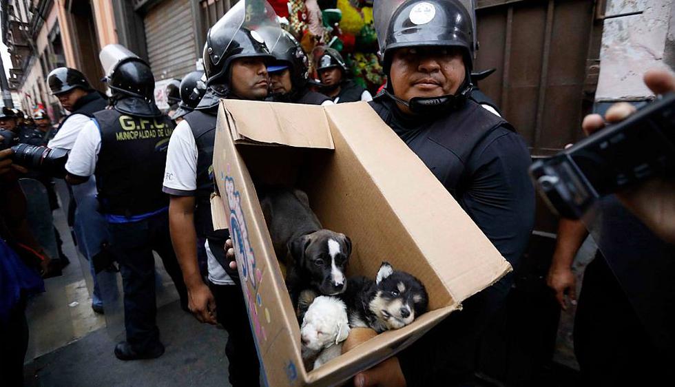 Rescataron cachorros que eran ofrecidos por catálogo en el Centro de Lima. (Municipalidad de Lima)