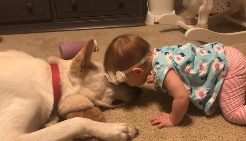 La bebé no dudó en acercarse al perro para darle besos. (YouTube: ViralHog)