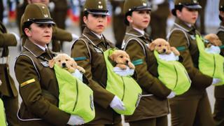 Cachorros de la unidad canina de los Carabineros de Chile se roban el show en desfile militar [VIDEO]