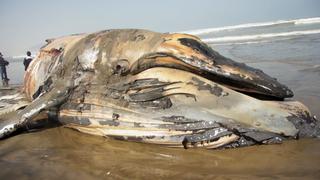 FOTOS: Imarpe realizó necropsia a ballena varada en Lambayeque