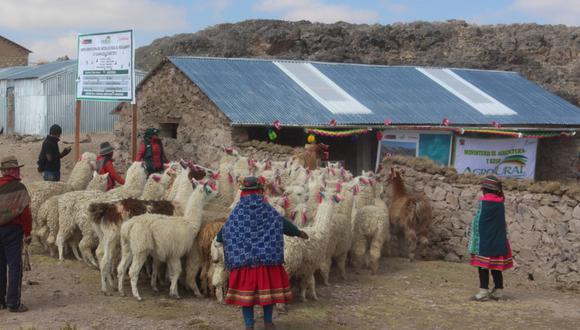 Huancavelica: Agro Rural protege a más de 27 mil 500 cabezas de ganado y cultivo de hortalizas con la construcción de 275 cobertizos y 160 fitotoldos para afrontar las temporadas de bajas temperaturas. (Foto: Agro Rural)