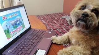 Mascoteando: primera feria virtual dedicada al cuidado de las mascotas