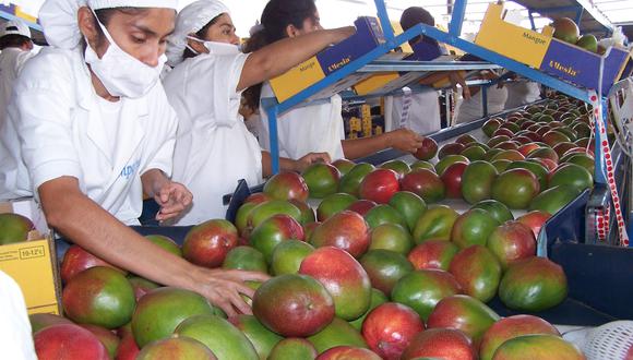Altas temperaturas ponen en peligro la campaña de mango en la región Piura