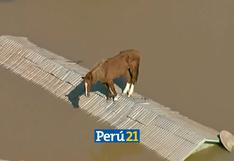 Rescatan a ‘Caramelo’, el caballo símbolo de las inundaciones en Brasil | VIDEO 