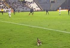 Alianza Lima vs. San Martín: Gato invadió el campo de juego de Matute [VIDEO]