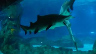 YouTube: Tiburón se tragó a otro en un acuario de Corea del Sur [Video]