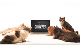 SHINyan: Esta banda de gatos fue creada por Universal Music como estrategia publicitaria [Video]