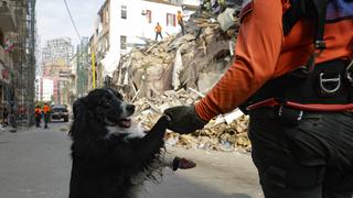 Flash, el perro de rescate chileno que detectó posibles sobrevivientes en los escombros de Beirut
