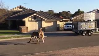 YouTube: Dos canguros se pelean en plena calle en Australia