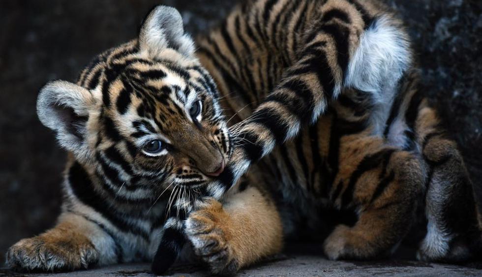Los cuatro tigres nacieron en un parque privado en Honduras (AFP)