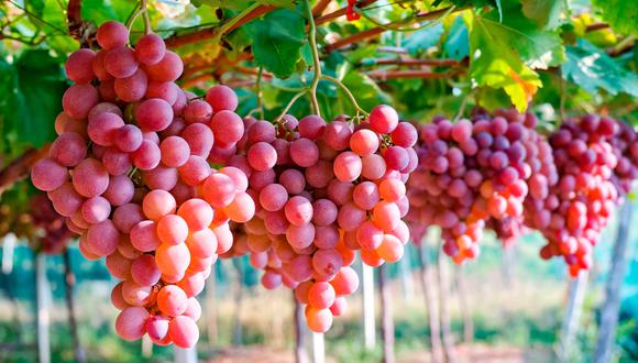 Los principales destinos de nuestra uva fresca son Estados Unidos, Unión Europea y China. (Foto: Mincetur)